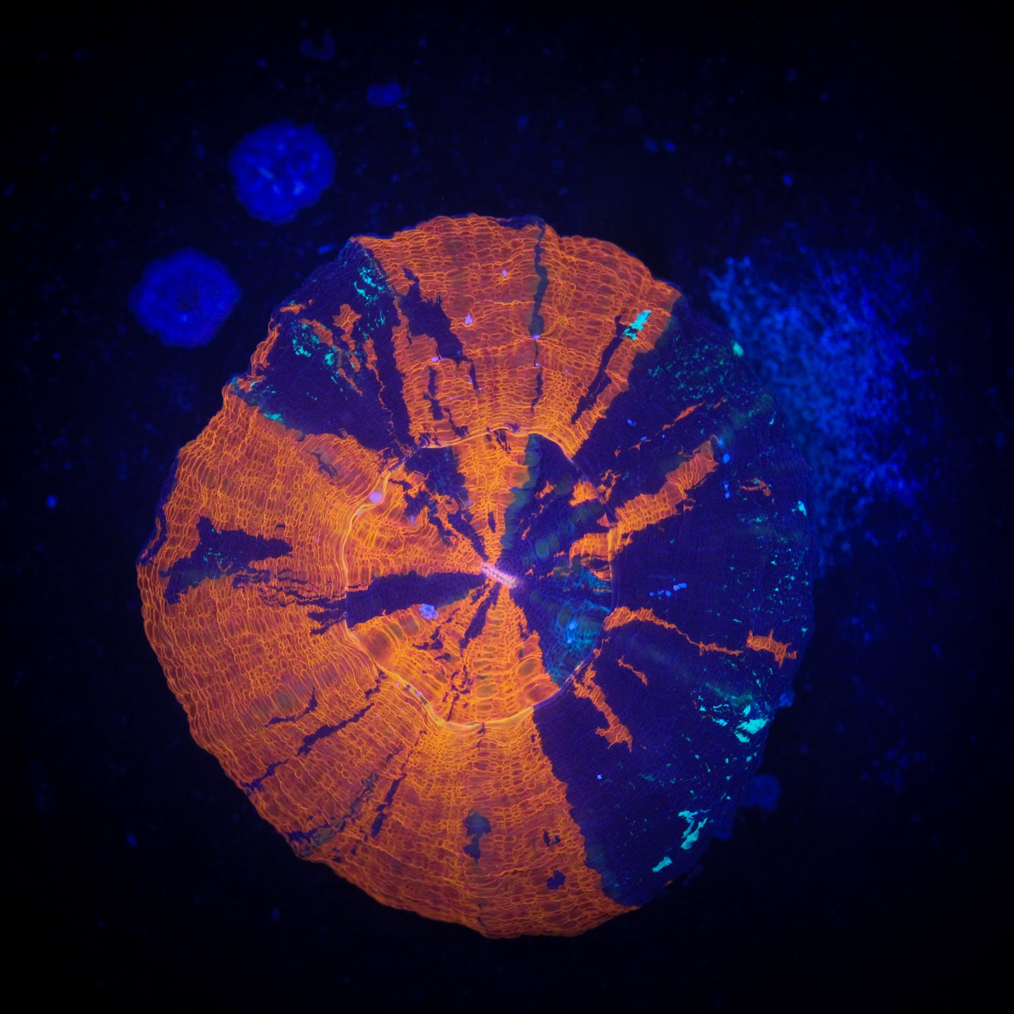 Ultra Warpaint Scolymia