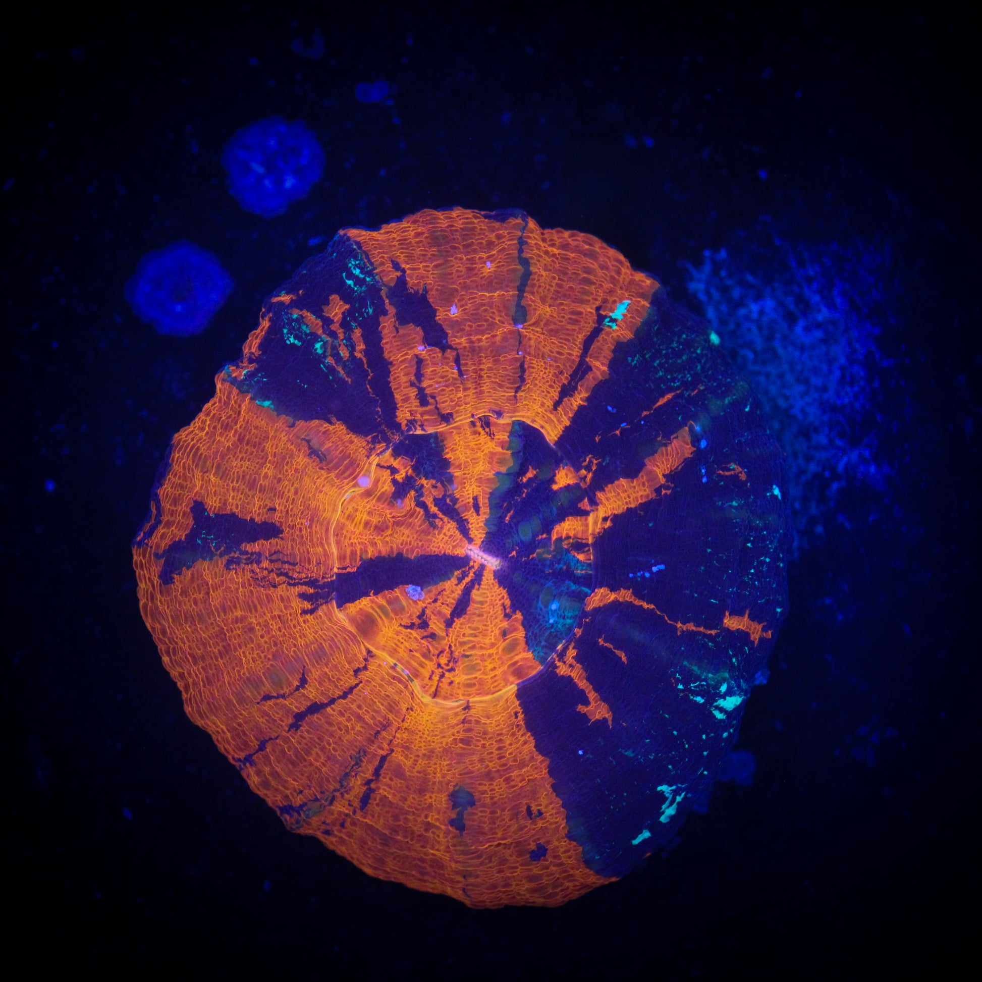 Ultra Warpaint Scolymia