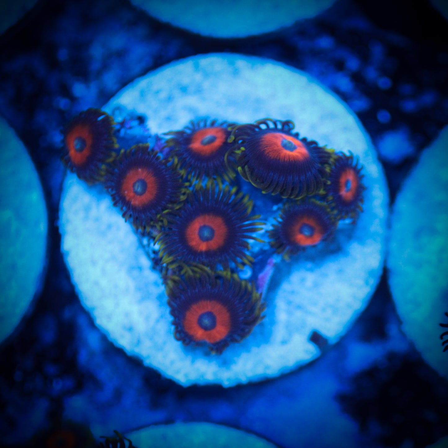 HAW Ultra Eagle Eye Zoa