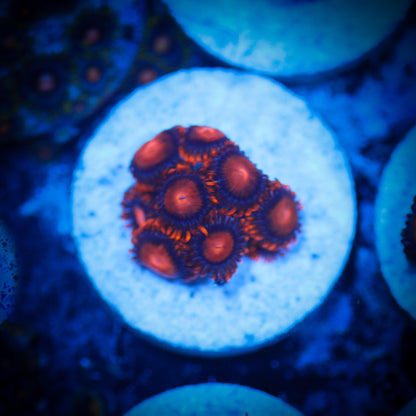 HAW Orange Bam Bam Zoanthid
