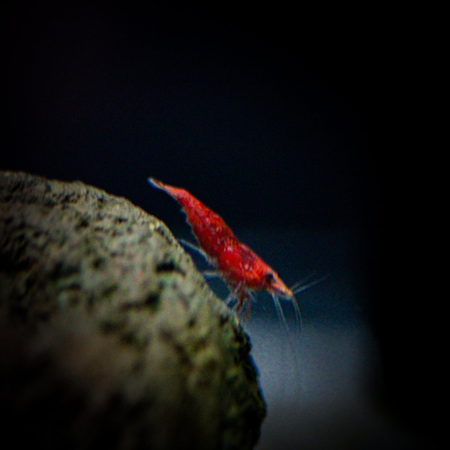 Fire Red Shrimp