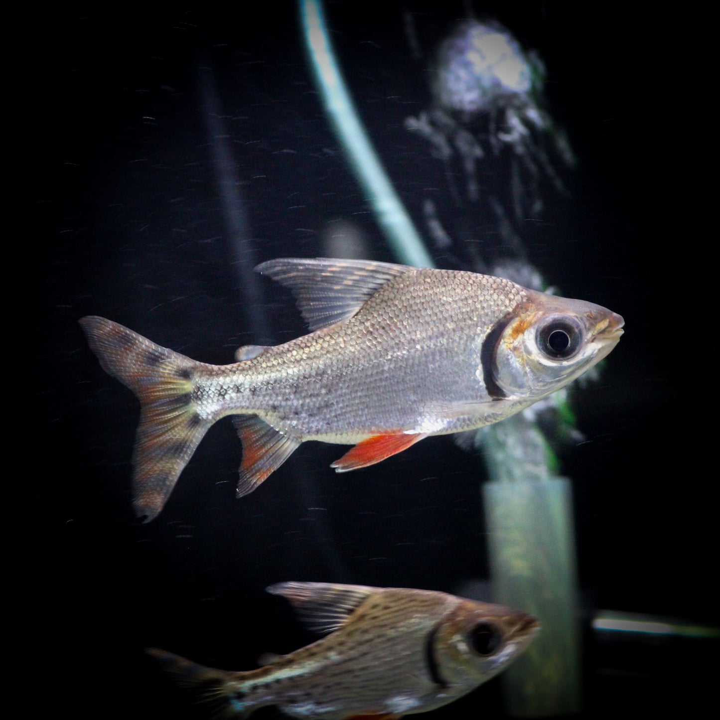 Redfin Flagtail Prochilodus (Semaprochilodus Taeniurus)