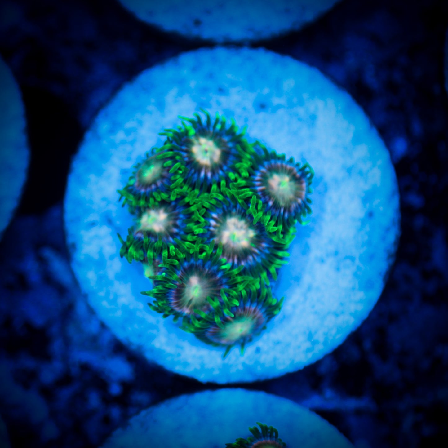 HAW Pink Dragon Zoanthid