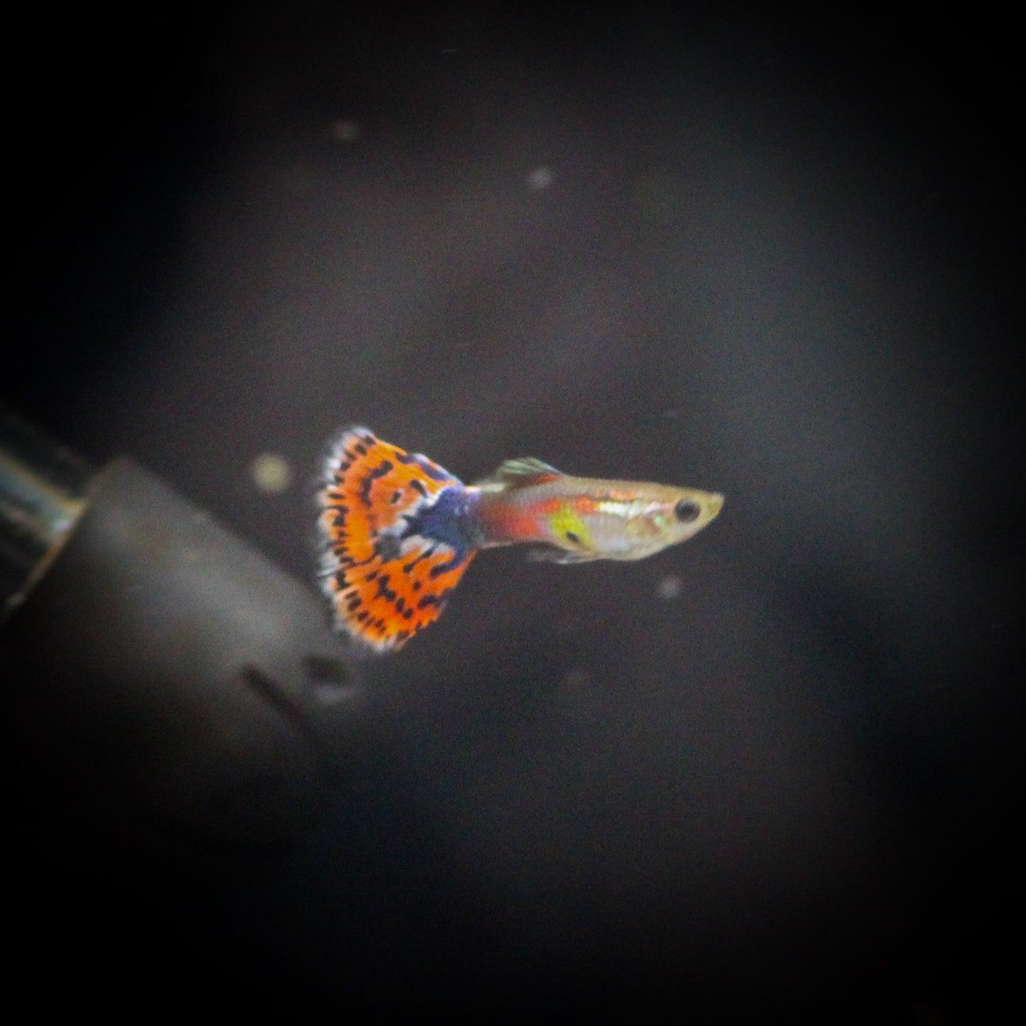Blue Variegated Guppy