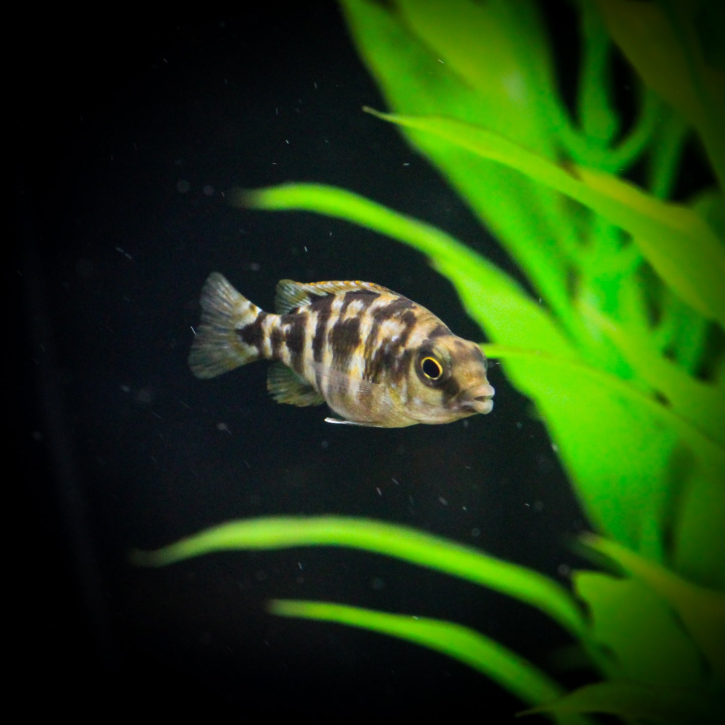 VC-10 Cichlid