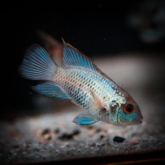 Electric Blue Acara