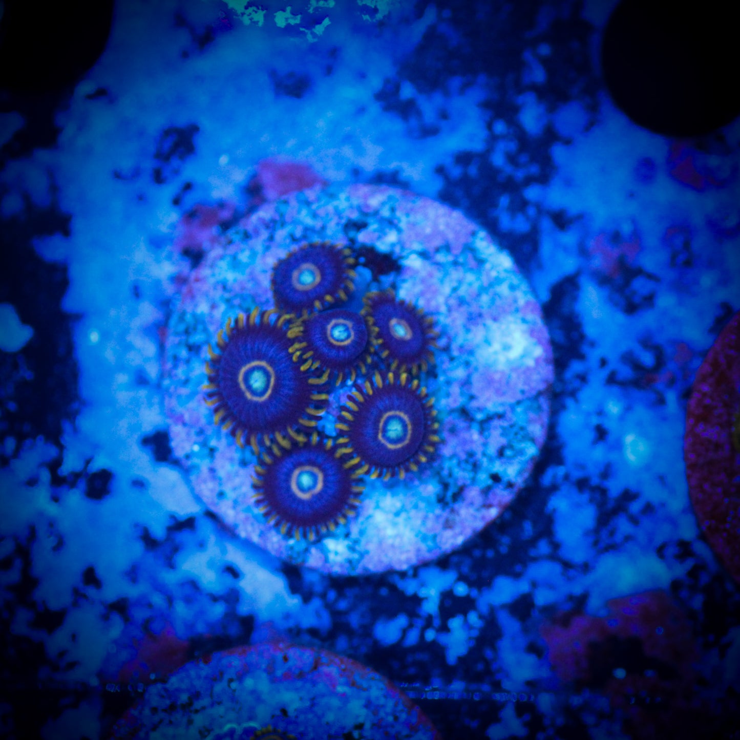HAW Blue Hornet Zoa